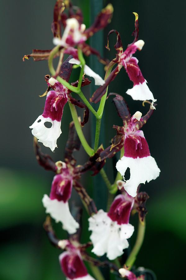 Flower Photograph - Orchid (oncidium Samurai) by Sam K Tran/science Photo Library