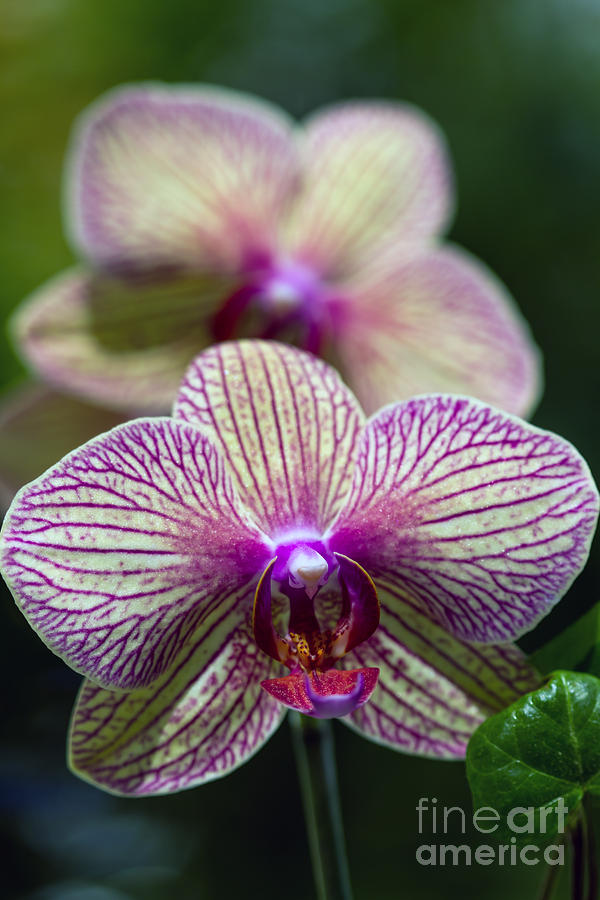 Orchid one Photograph by Ken Frischkorn