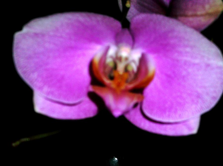 Flower Photograph - Orchid One by Sherry Bunker
