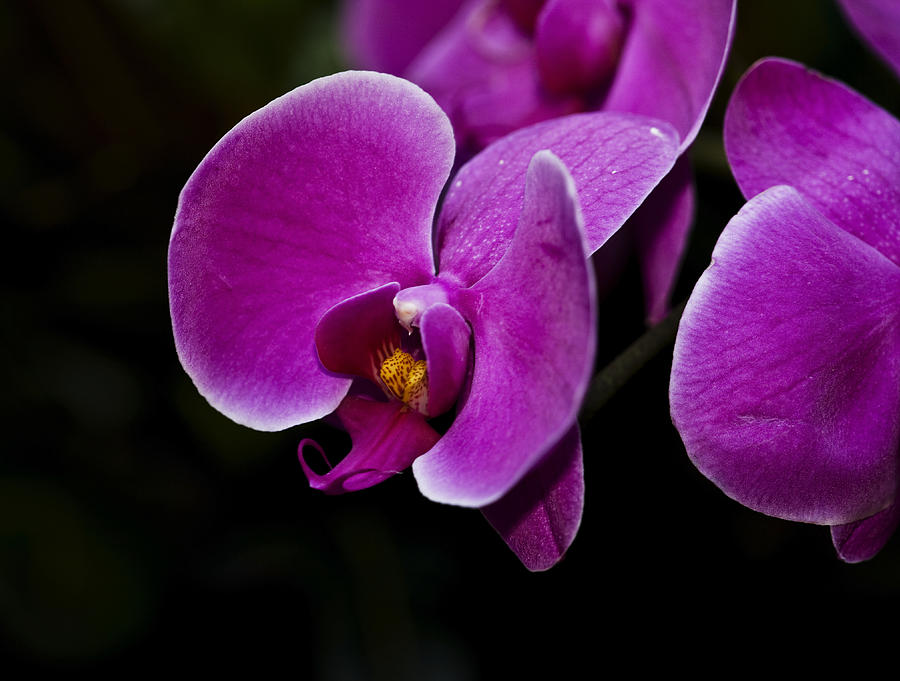 Orchid Orchidaceae Photograph by Kendall James Fine Art America
