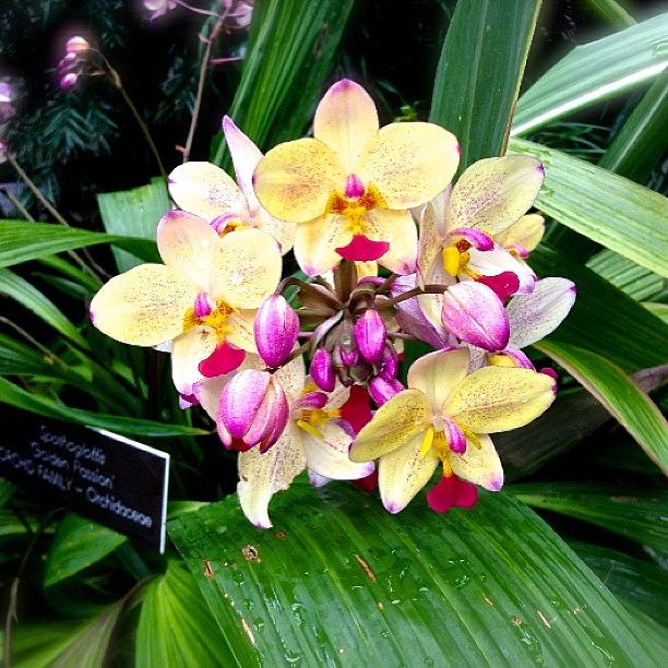 Summer Photograph - #orchid #orchids #purple #yellow by Becca Sourpunch