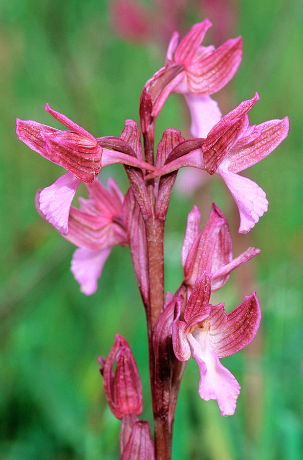 Orchid (orchis Papilionacea) by Bruno Petriglia/science Photo Library