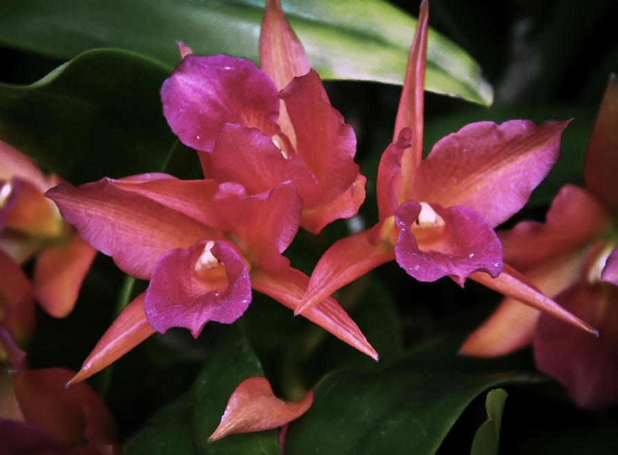 Orchid pair Photograph by David Coblitz