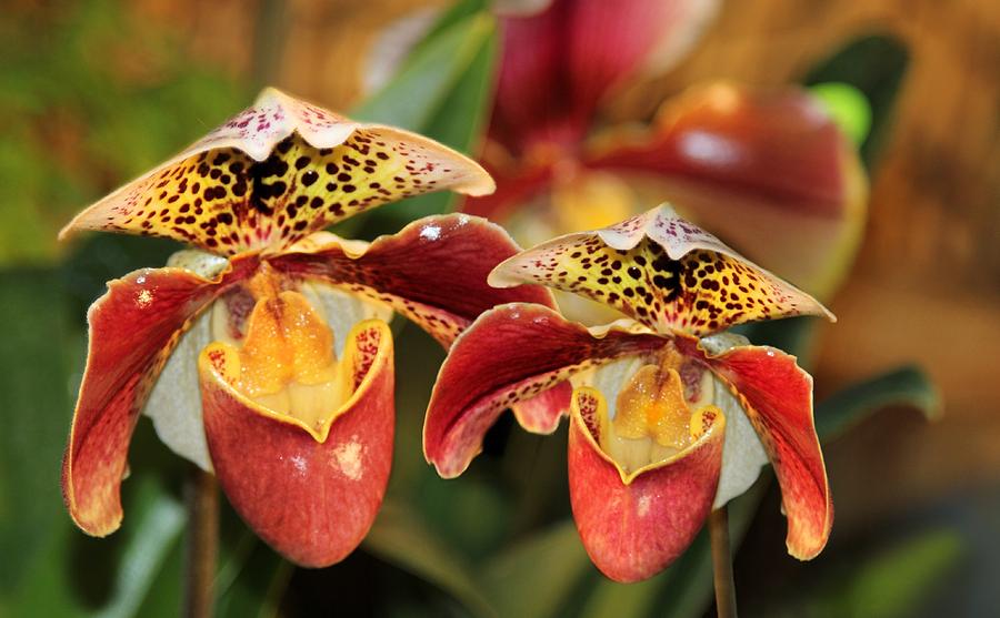 Orchid Pair Photograph by Jane Girardot