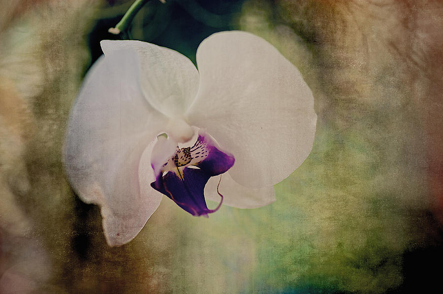 Orchid Photograph by Pam DeCamp
