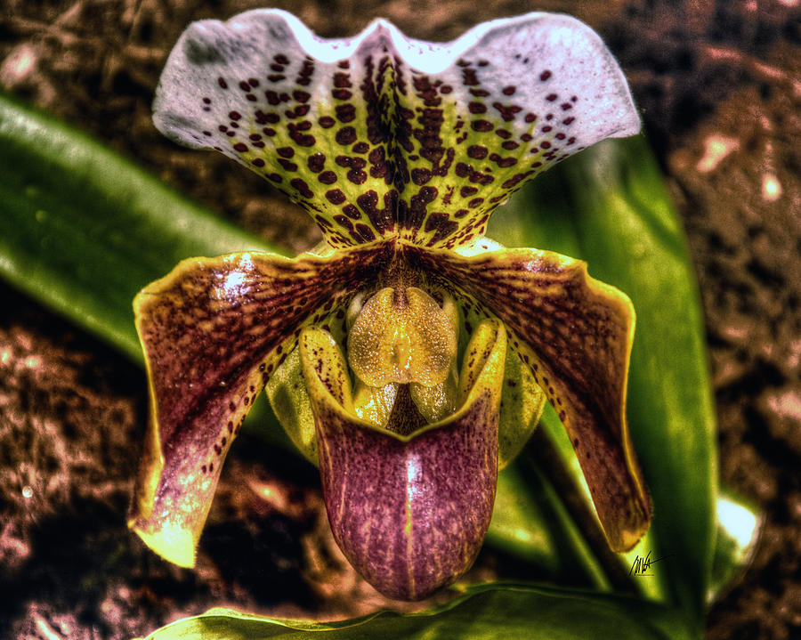 Orchid Paphiopedilum Photograph by Mark Valentine