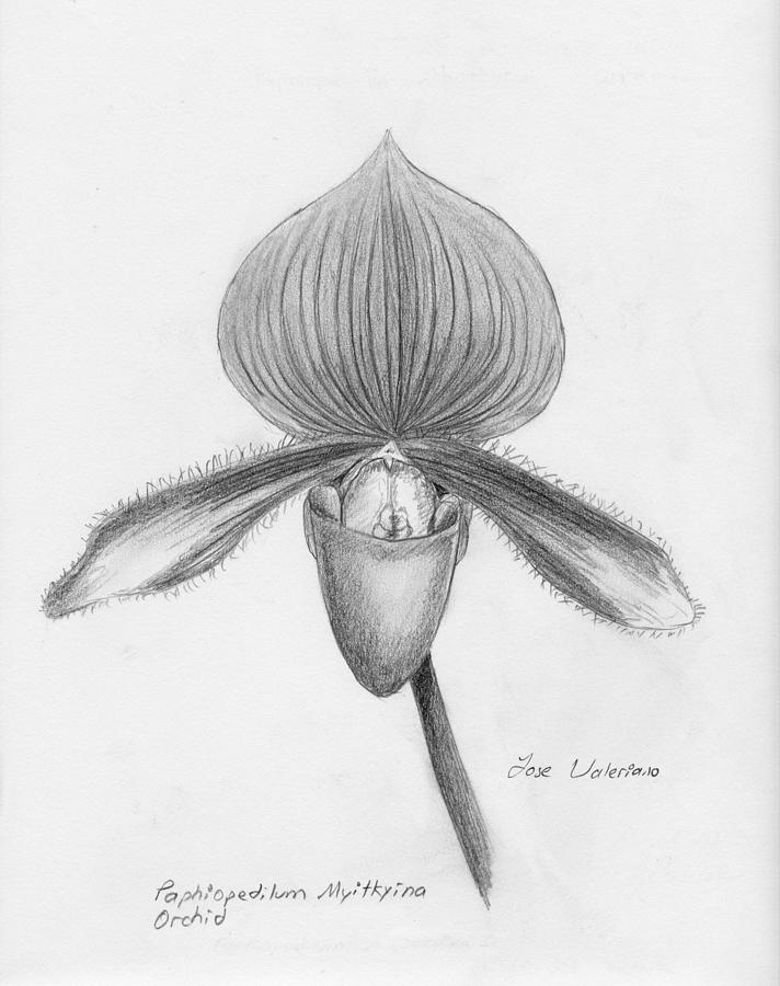 Orchid Paphiopedilum Myitkyina Orchid Drawing by Martin Valeriano