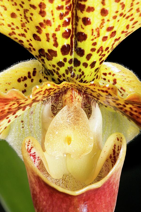 Orchid (paphiopedilum X Americain) Photograph by Pascal Goetgheluck/science Photo Library