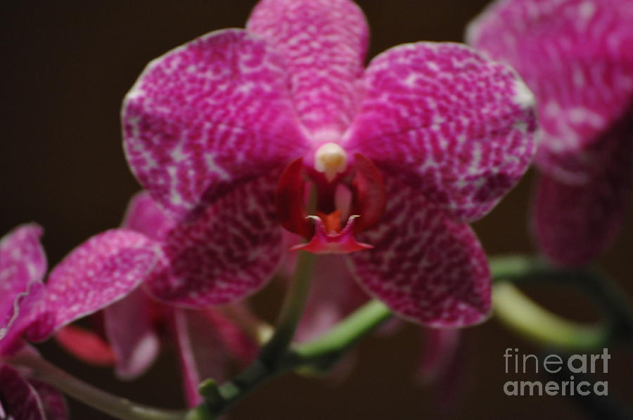 orchid Passion Photograph by Nona Kumah