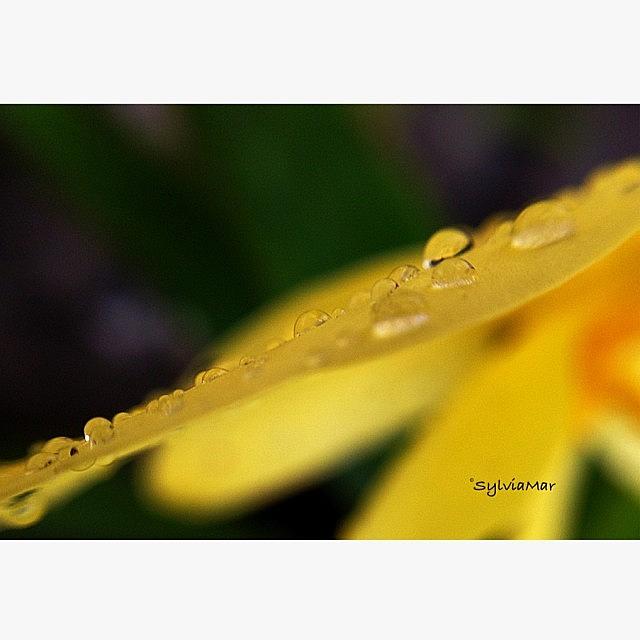 Orchid Petal After Rain Rain Rain Photograph by Sylvia Martinez