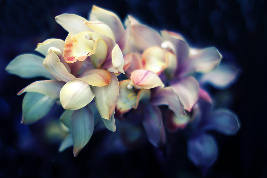 Orchid Petals Photograph by Jessica Jenney