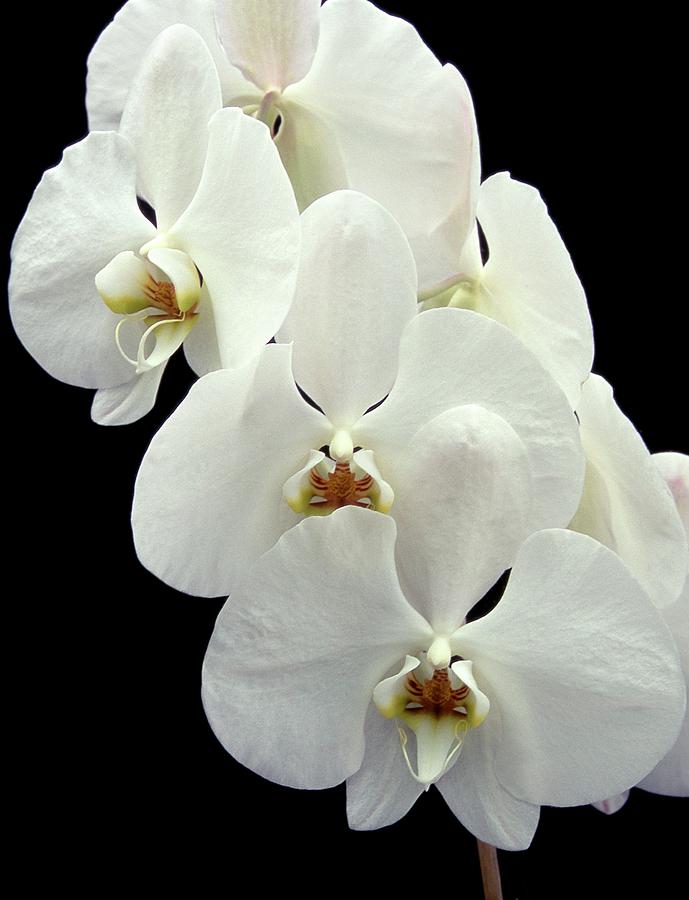 Nature Photograph - Orchid (phalaenopsis cool Breeze) by Neil Joy/science Photo Library