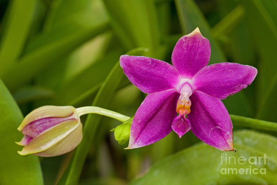 Nature Photograph - Orchid, Phalaenopsis Ember by Millard H. Sharp