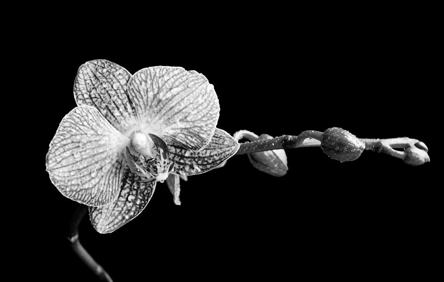 Orchid Phalaenopsis flower Photograph by Michalakis Ppalis
