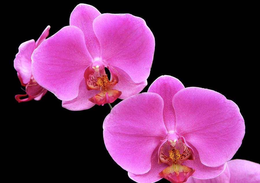 Orchid (phalaenopsis mad Milva) Photograph by Neil Joy/science Photo Library