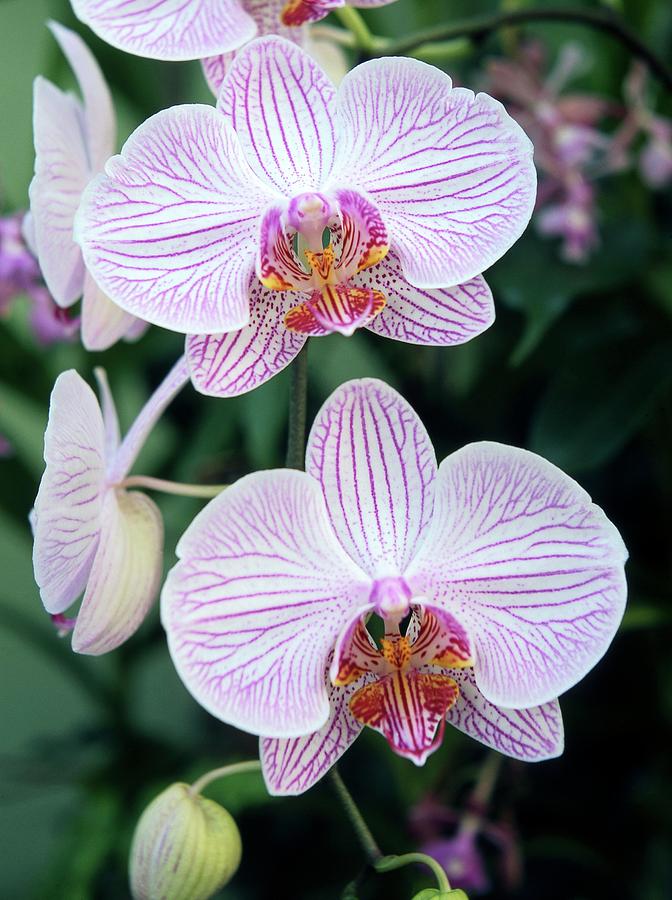 Orchid (phalaenopsis Mivaresse) Photograph by Neil Joy/science Photo Library