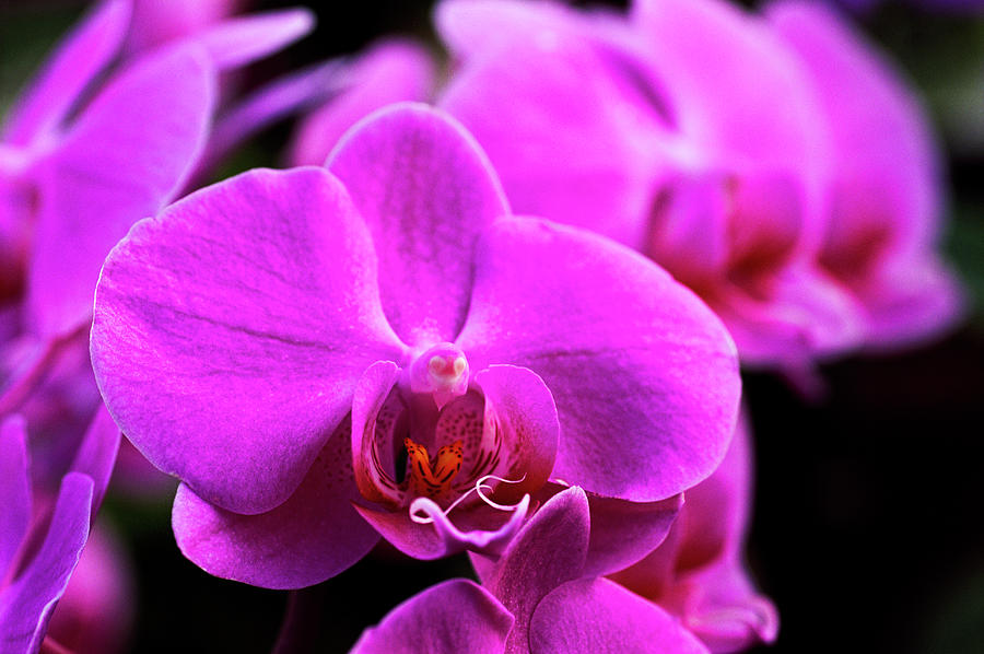 Orchid (phalaenopsis pink Twilight) Photograph by Anthony Cooper/science Photo Library