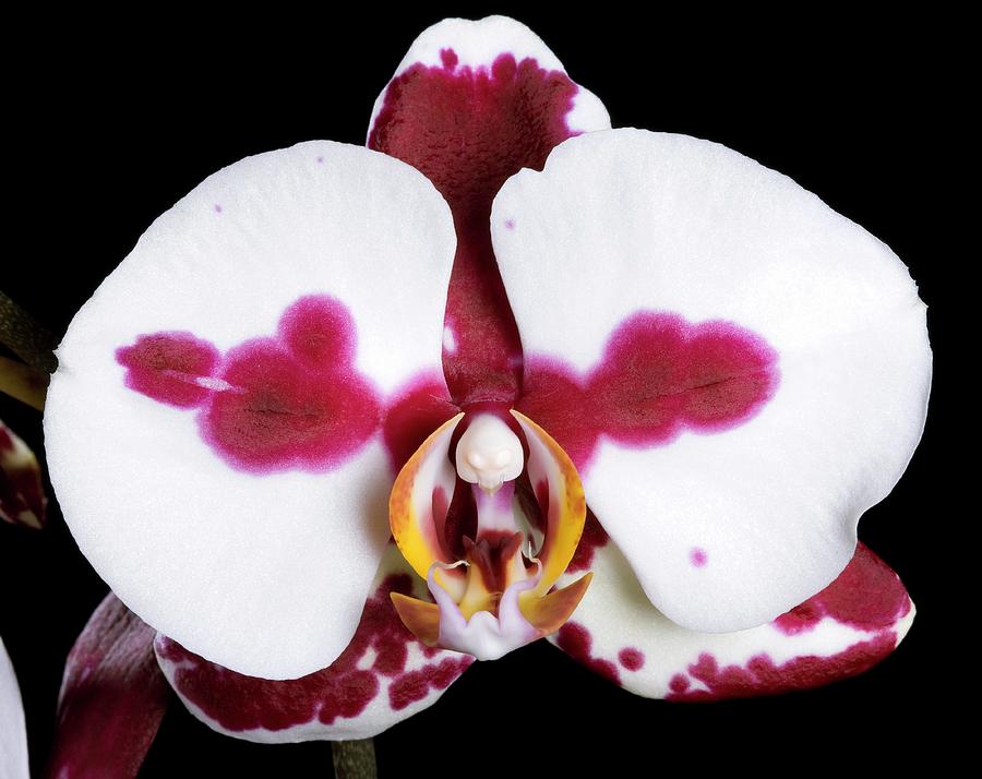 Orchid (phalaenopsis polka Dots) Photograph by Pascal Goetgheluck/science Photo Library