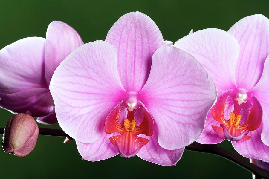 Orchid (phalaenopsis sacramento) Photograph by Pascal Goetgheluck/science Photo Library