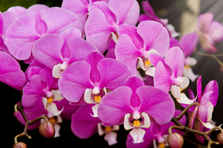 Orchid Photograph - Orchid -  Phalaenopsis - Tickled pink by Mike Savad