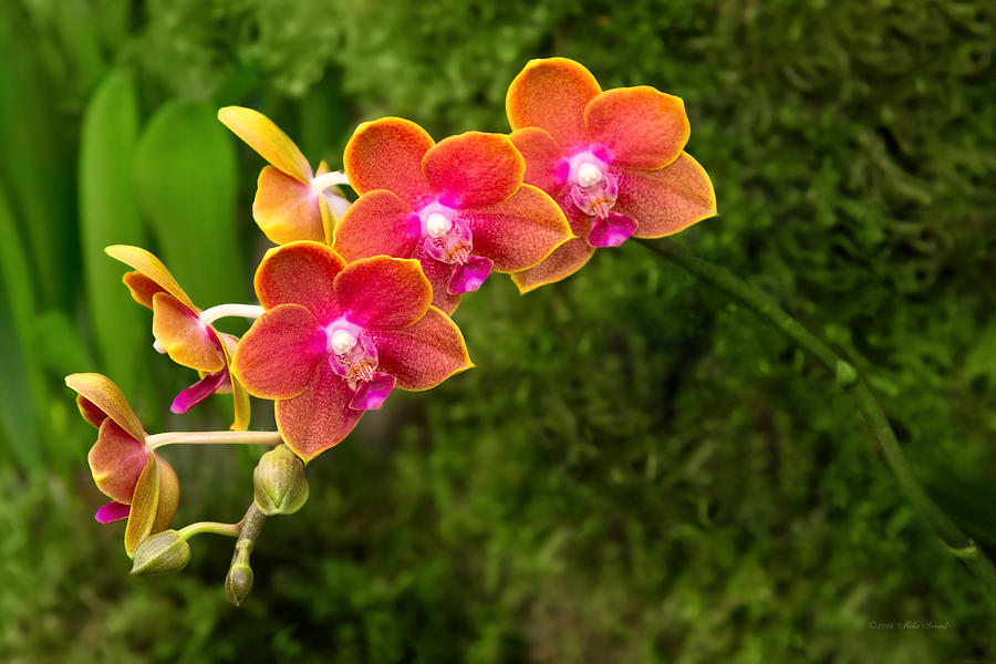 Orchid - Phalaenopsis - Tying Shin Cupid Photograph by Mike Savad
