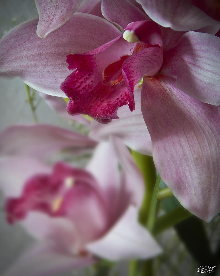 Orchid Pink I Still Life Flower Art Poster Photograph by Lily Malor