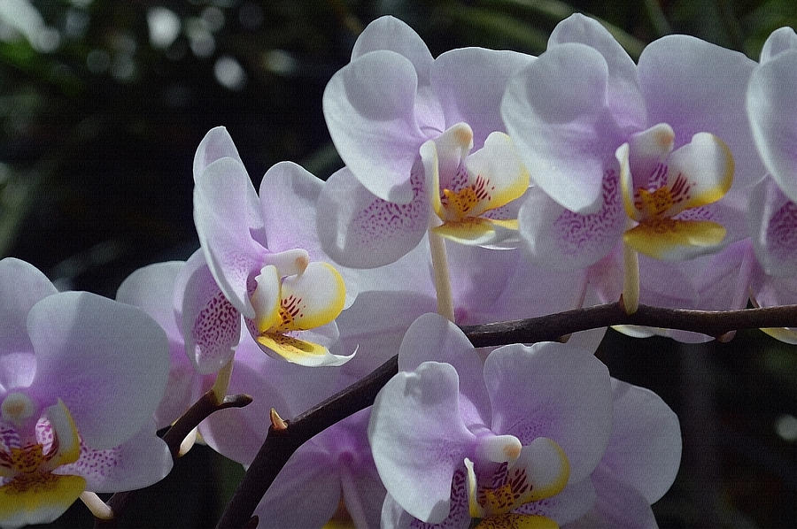 Orchid Plant In Bloom Photograph by Lena Wilhite