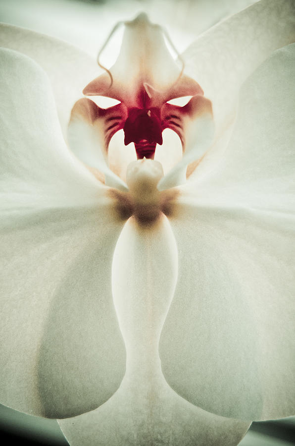 Orchid Photograph - Orchid Portrait by Cara Moulds