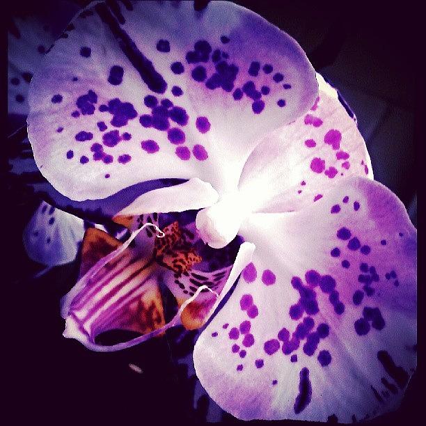 Nature Photograph - #orchid, #purple, #orchids, #flowers by Melissa Hardecker