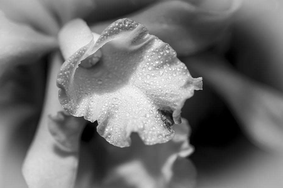 Orchid Rain Photograph by Carolyn Marshall