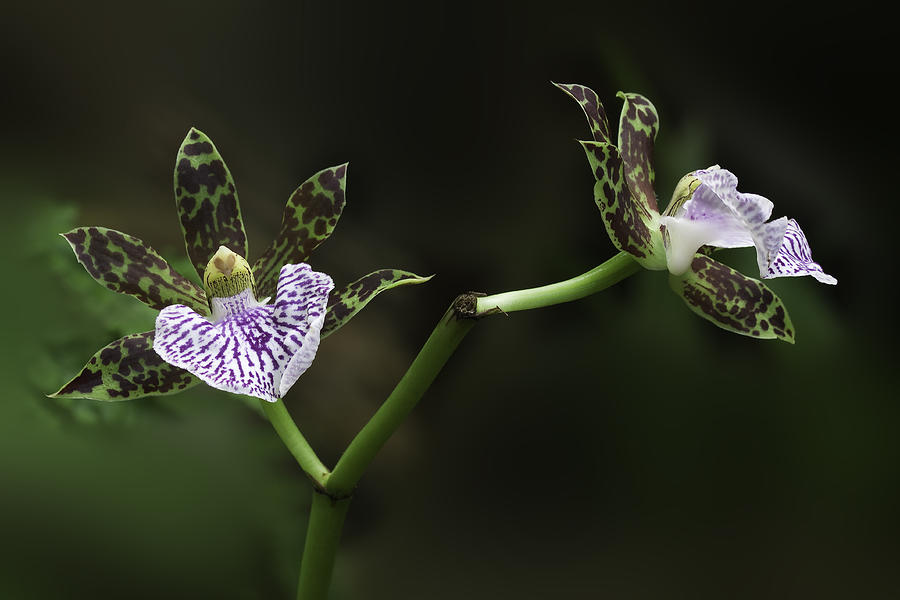 Orchid Photograph by Ram Vasudev