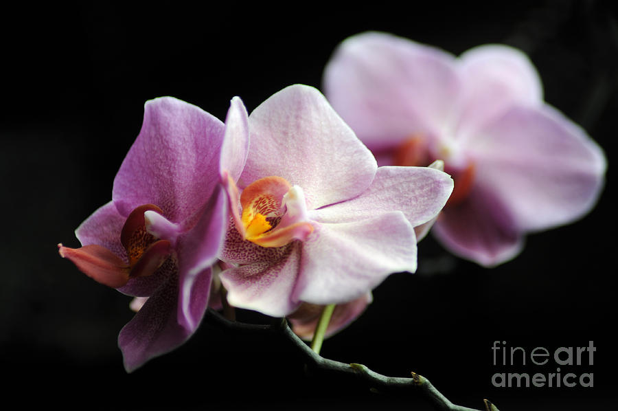 Orchid Photograph by Randi Grace Nilsberg
