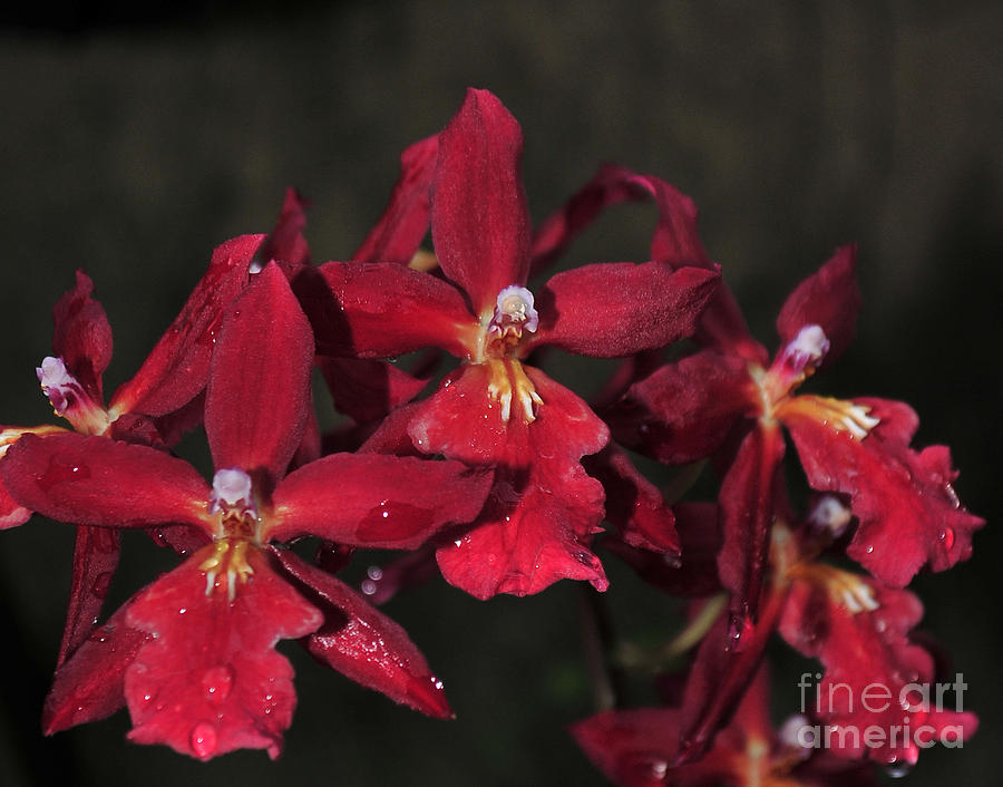 Orchid Red Burrageara Living Fire  Glowing Ember Photograph
