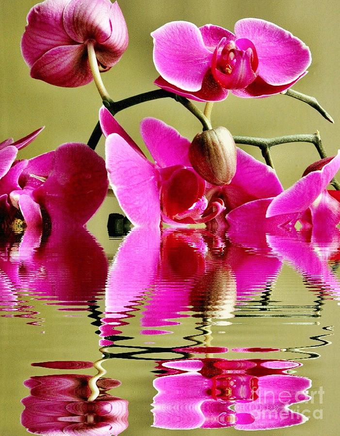 Orchid Reflection Photograph by Judy Palkimas