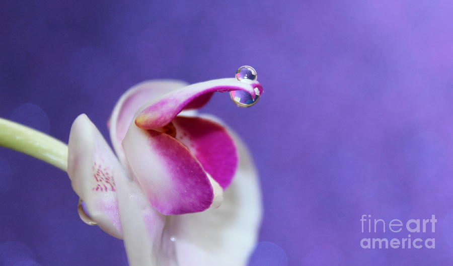 Orchid Photograph - Orchid Reflections by Krissy Katsimbras