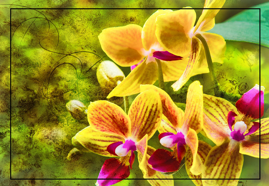 Orchid Photograph - Orchid Rhapsody by Barry Jones