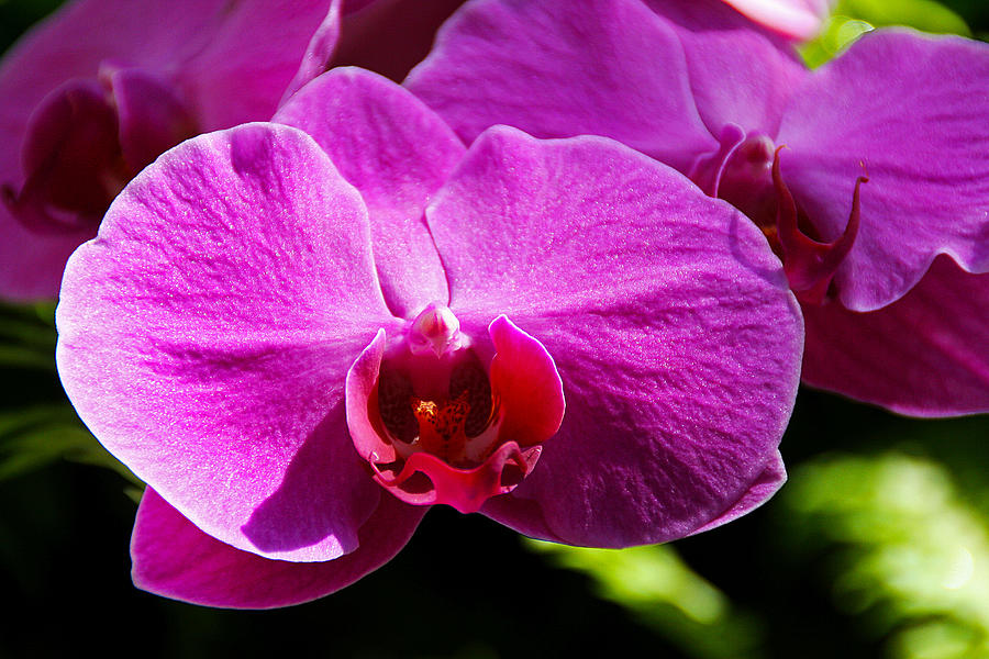 Orchid Photograph by Richard Krebs