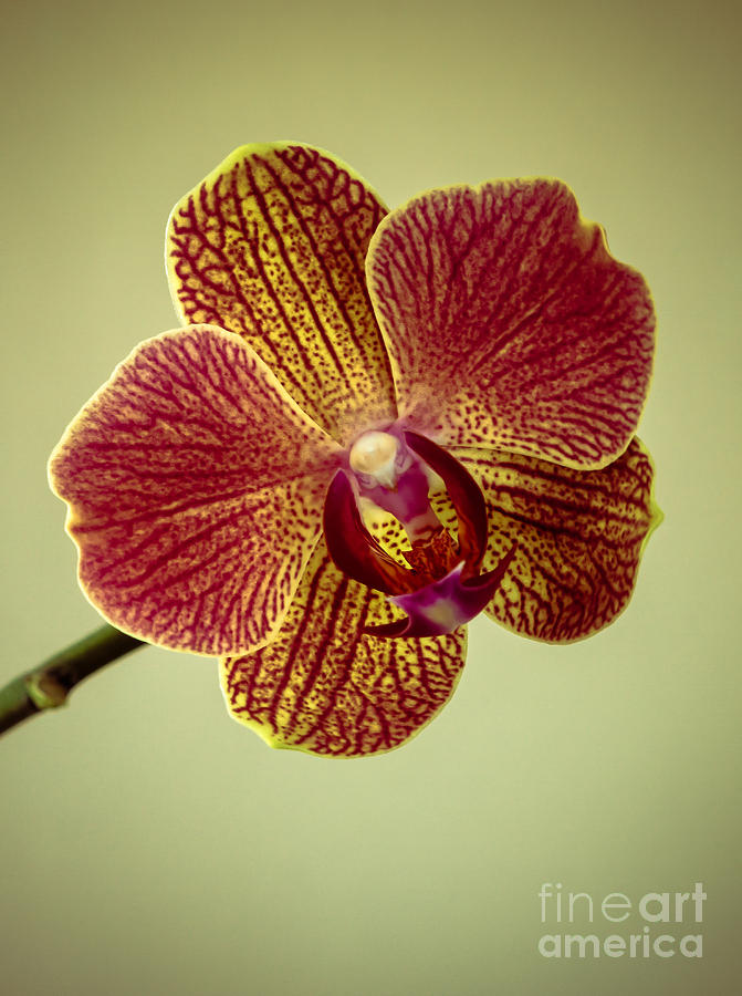 Orchid Photograph by Robert Bales