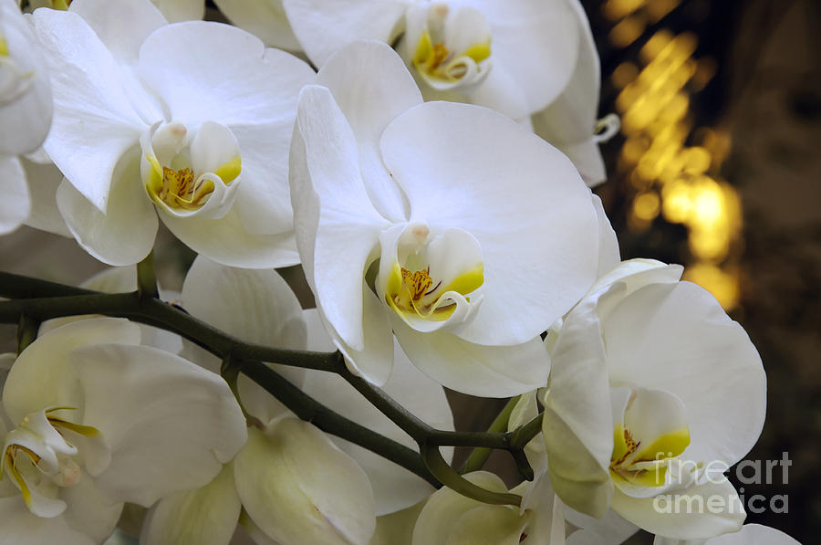Orchid Romance Photograph by Andee Design