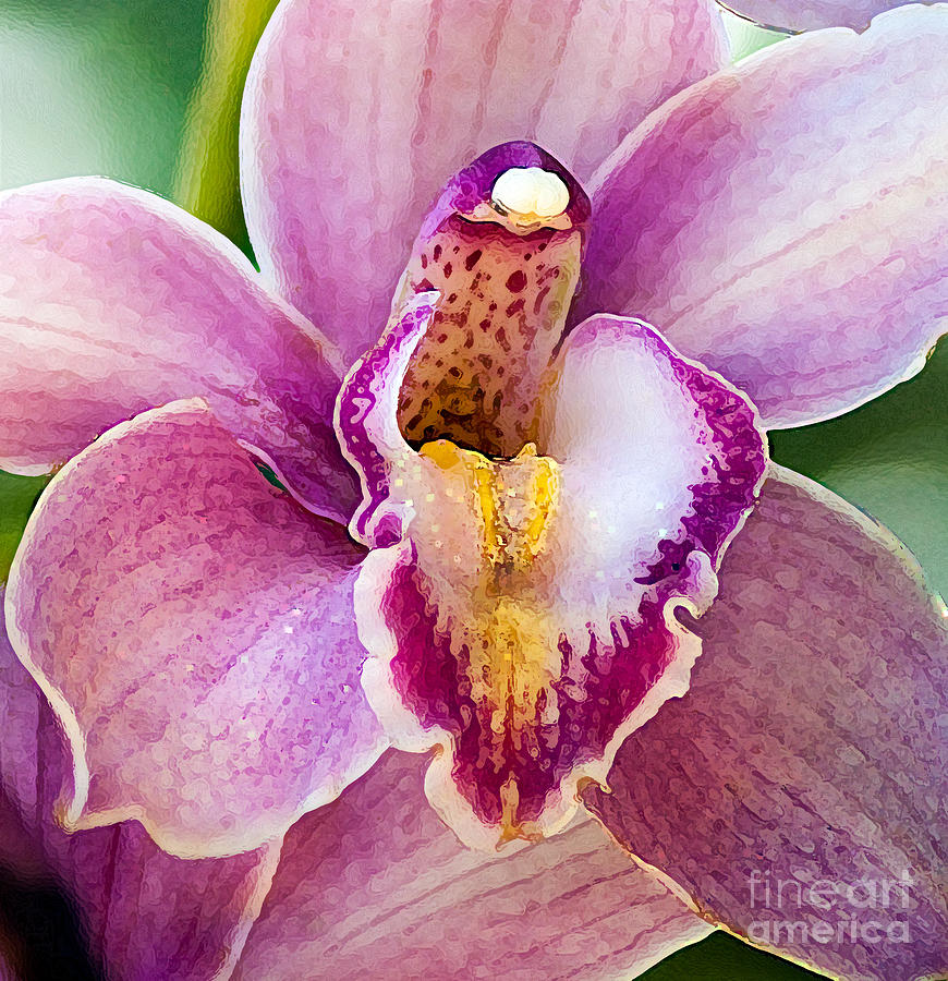 Luscious Orchid  Photograph by Roselynne Broussard