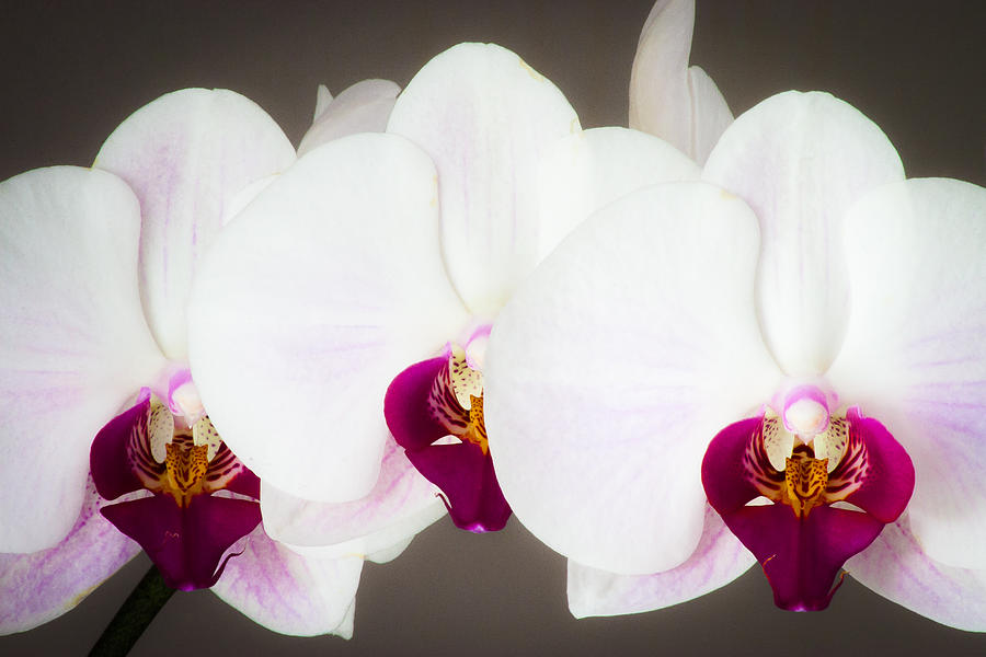 Orchid Photograph - Orchid row by Jeff Mollman