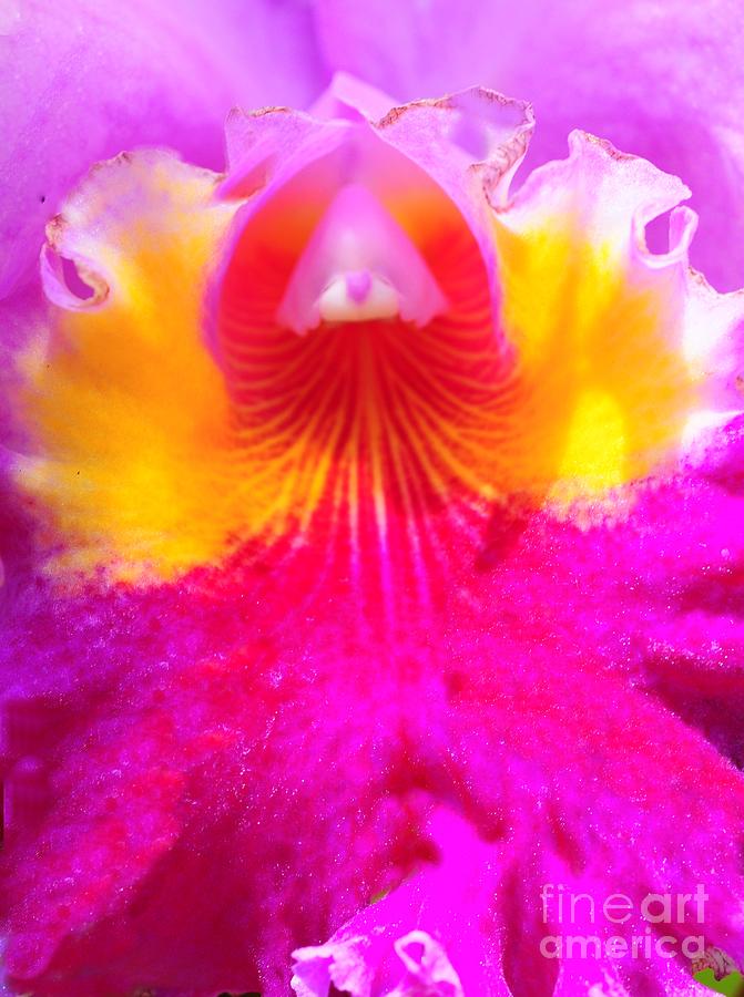 Orchid Photograph - Orchid Ruffles by Kathleen Struckle