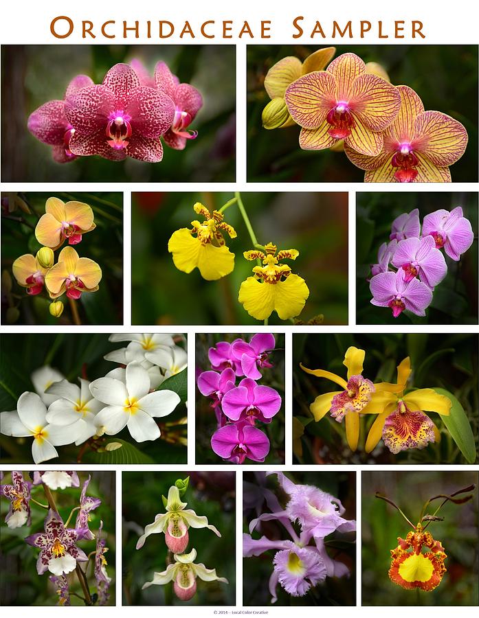 Orchid Sampler Photograph by Dana Sohr