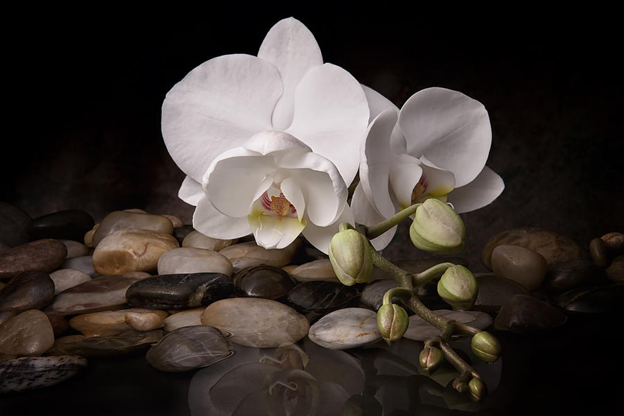 Flower Photograph - Orchid - Sensuous Virtue by Tom Mc Nemar