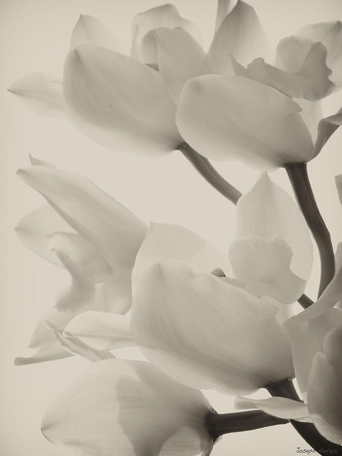 Orchid Sepia Photograph