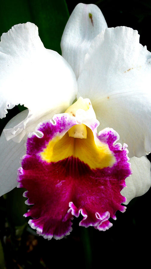 Orchid Series 2 Photograph by Katy Hawk