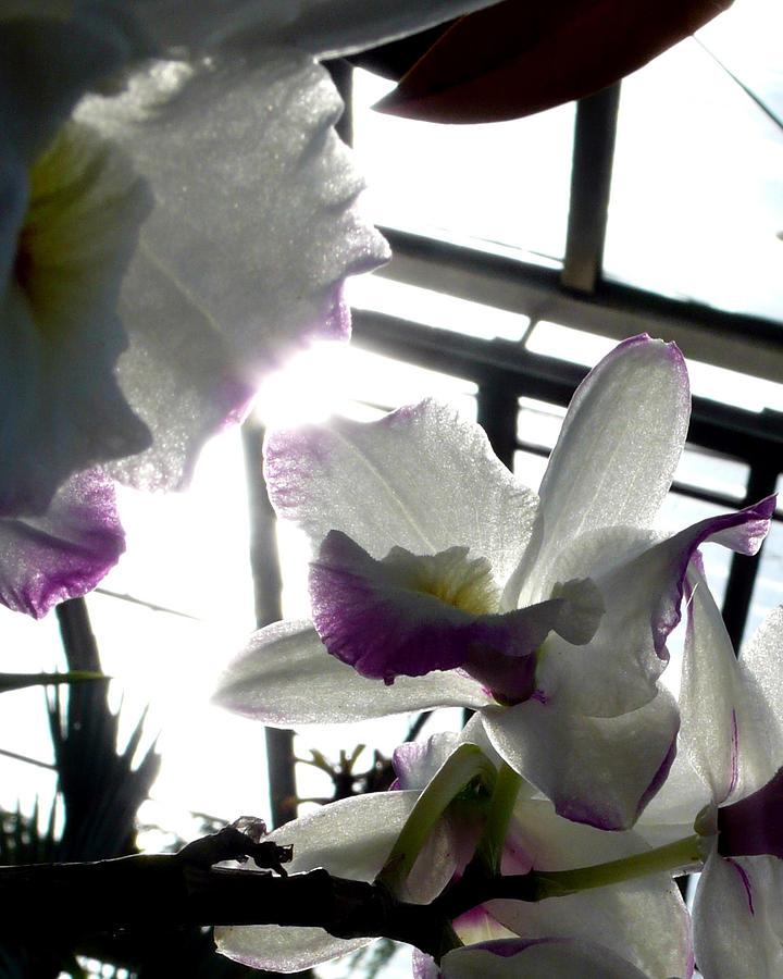 Orchid Series 4 Photograph by Katy Hawk