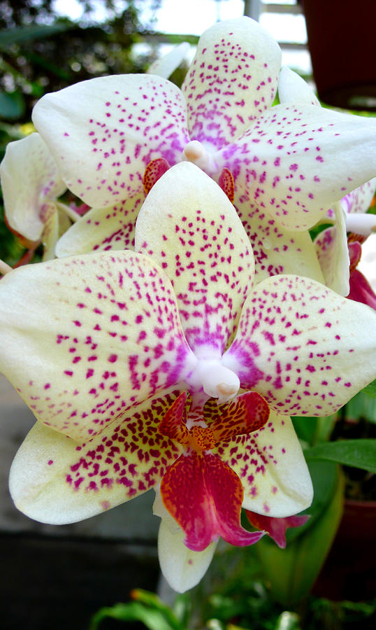 Orchid Photograph - Orchid Series 5 by Katy Hawk