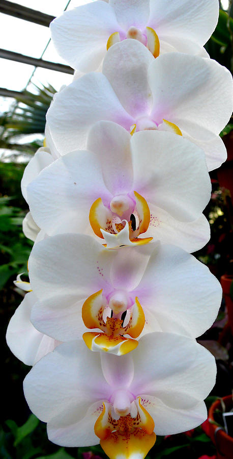 Orchid Series 7 Photograph by Katy Hawk