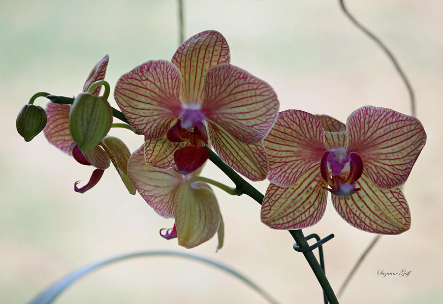 Orchid Series Photograph by Suzanne Gaff